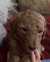 Poodle Puppies for sale in Denison, TX, USA. price: $1,500