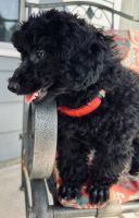 Poodle Puppies for sale in 712 Brookdale Dr, Greer, SC 29651, USA. price: $700