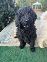 Poodle Puppies for sale in Boardman, OH, USA. price: $450