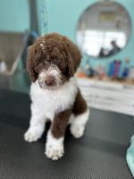 Poodle Puppies for sale in Crystal, MI 48818, USA. price: $600