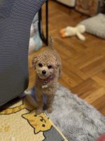 Poodle Puppies for sale in Brooklyn, NY, USA. price: $1,000