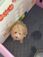 Poodle Puppies for sale in Orlando, FL, USA. price: $2,300