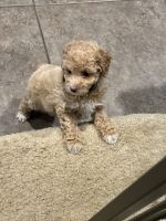 Poodle Puppies for sale in Orlando, FL, USA. price: $1,999