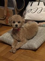 Poodle Puppies for sale in Brooklyn, NY, USA. price: NA