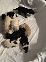Poodle Puppies for sale in Pensacola, FL, USA. price: $2,000
