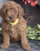 Poodle Puppies for sale in Downingtown, PA 19335, USA. price: $700