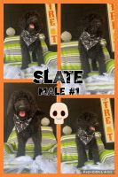 Poodle Puppies for sale in Dallas, TX, USA. price: $1,000