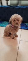 Poodle Puppies for sale in Boynton Beach, FL, USA. price: $1,000