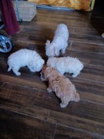 Poodle Puppies for sale in 5337 E Grand Ave, Dallas, TX 75223, USA. price: $800