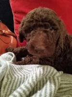 Poodle Puppies for sale in Oceanside, CA, USA. price: $700