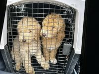 Poodle Puppies for sale in Akron, Ohio. price: $200