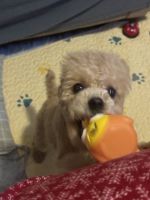 Poodle Puppies for sale in Brooklyn, New York. price: $850