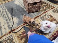 Poodle Puppies for sale in New Haven, IN, USA. price: $800