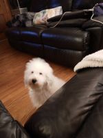 Poodle Puppies for sale in Palmdale, California. price: $500