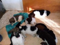 Poodle Puppies for sale in Roseburg, Oregon. price: NA