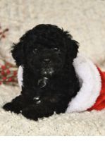 Poodle Puppies for sale in Dallas, Texas. price: $550