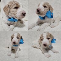 Poodle Puppies for sale in Seffner, FL, USA. price: NA