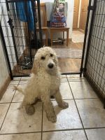 Poodle Puppies for sale in Boardman, OH, USA. price: $750