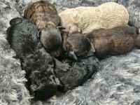 Poodle Puppies for sale in Canton, North Carolina. price: $1,500