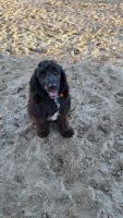 Poodle Puppies for sale in Great Bend, Kansas. price: NA