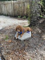 Poodle Puppies for sale in Venice, Florida. price: $1,000