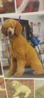 Poodle Puppies for sale in Blairsville, PA 15717, USA. price: $750