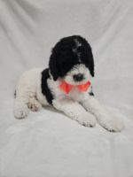 Poodle Puppies for sale in Seffner, FL, USA. price: $1,500