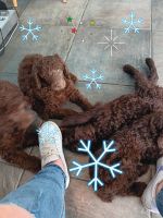 Poodle Puppies for sale in Ocala, FL, USA. price: $500