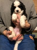 Poodle Puppies for sale in Syracuse, New York. price: $2,000