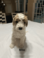 Poodle Puppies for sale in Johnson City, Tennessee. price: $800