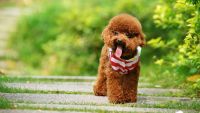 Poodle Puppies for sale in Pune, Maharashtra. price: 100,000 INR