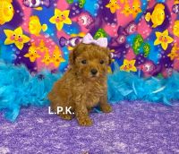 Poodle Puppies for sale in Winnsboro, LA 71295, USA. price: $1,600