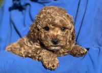 Poodle Puppies for sale in Fort Myers, FL, USA. price: $1,300