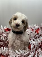 Poodle Puppies for sale in New Kensington, Pennsylvania. price: $750