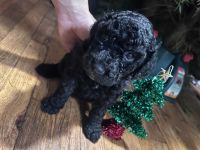 Poodle Puppies for sale in Portland, Oregon. price: $800