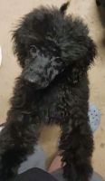 Poodle Puppies for sale in Random Lake, Wisconsin. price: $500