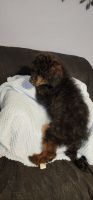 Poodle Puppies for sale in Uniontown, Ohio. price: NA