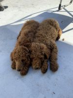 Poodle Puppies for sale in Hudson, Florida. price: $100,000