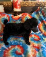 Poodle Puppies for sale in Blountsville, AL 35031, USA. price: $800