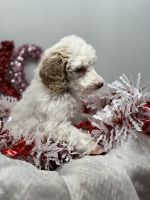 Poodle Puppies for sale in New Kensington, Pennsylvania. price: $600