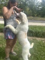 Poodle Puppies for sale in Ironton, MO 63650, USA. price: NA