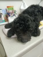 Poodle Puppies for sale in Baltimore, Maryland. price: NA