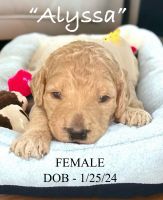 Poodle Puppies for sale in Zanesville, Ohio. price: $1,600