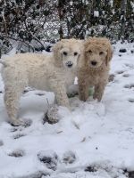 Poodle Puppies for sale in Kansas City, MO, USA. price: $650