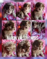 Poodle Puppies for sale in Kenton, OH 43326, USA. price: $800