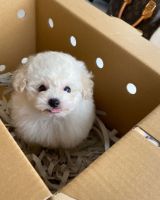Poodle Puppies for sale in Los Angeles, California. price: $900