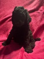 Poodle Puppies for sale in Des Moines, Iowa. price: $600