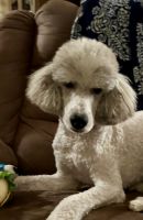 Poodle Puppies for sale in Statesville, North Carolina. price: NA