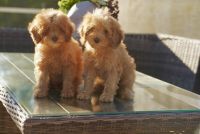 Poodle Puppies for sale in Ft. Lauderdale, Florida. price: $2,000