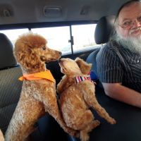 Poodle Puppies for sale in Enid, OK, USA. price: NA